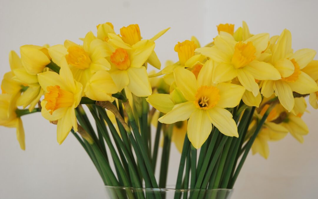 Narciss- påskelilje & pinselilje